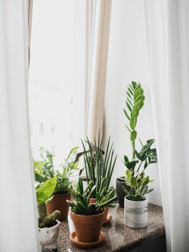 pexels-kseniachernaya-3952027