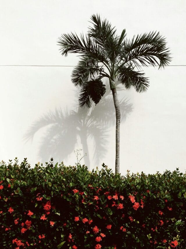 pexels-scottwebb-136039